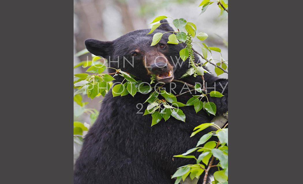 Black Bear 1