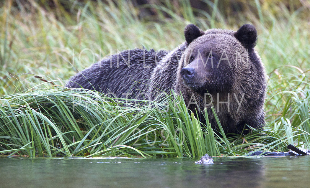 Grizzly Bear 1