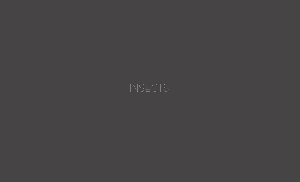 Insect 0